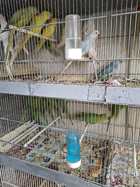 Pappagalli razza parlante superofferta