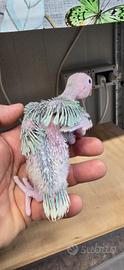 Pulli parrocchetti dal collare diverse colorazioni