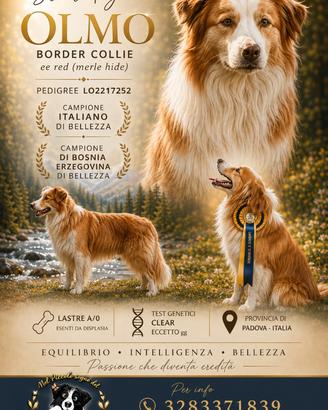 Border collie st4ll0ne