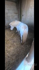 Pony appaloosa