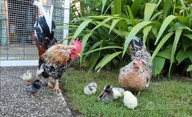 Galline ornamentali