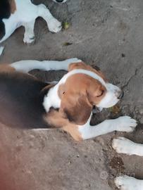 Cuccioli Beagle originali