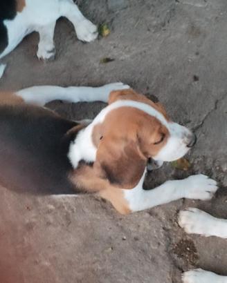 Cuccioli Beagle originali