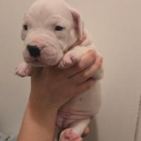 Cuccioli di Dogo Argentino