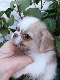 Chihuahua pelo lungo maschietto 80 gg