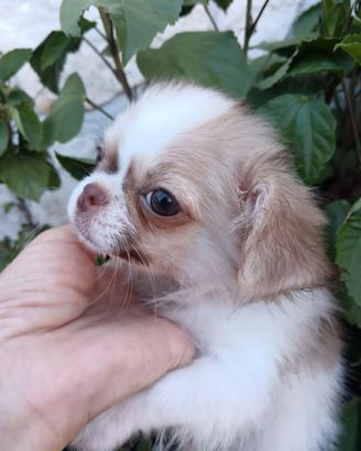 Chihuahua pelo lungo maschietto 80 gg