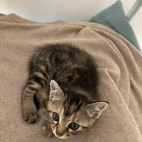 Gattina 3 mesi