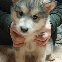 Cuccioli alaskan malamute
