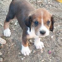 Cuccioli di segugio serbo con segugio italiano