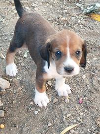 Cuccioli di segugio serbo con segugio italiano