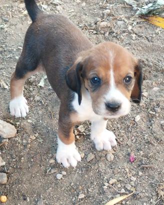 Cuccioli di segugio serbo con segugio italiano