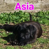 Cuccioli di cane Corso