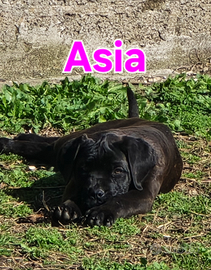 Cuccioli di cane Corso