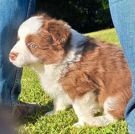 Cucciolo maschio di Border Collie