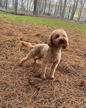 Barboncino Nano x Accoppiamento