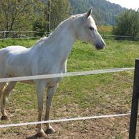 Cavallo