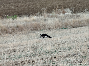 Pointer