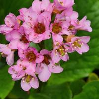 Bergenia pianta 