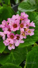 Bergenia pianta 