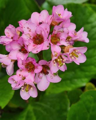 Bergenia pianta 