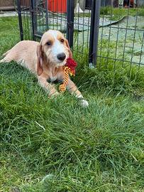 Cucciolo di segugio italiano