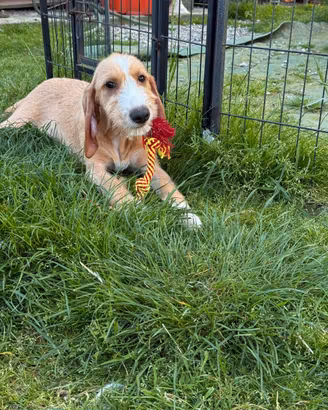 Cucciolo di segugio italiano