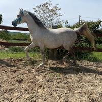 Purosangue Arabo grigio - cavallo grigio