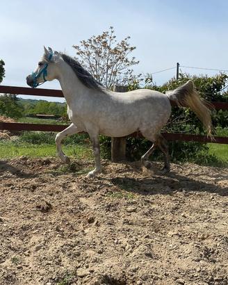 Purosangue Arabo grigio - cavallo grigio