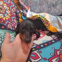 Bassotti ultime due femmine kaninchen