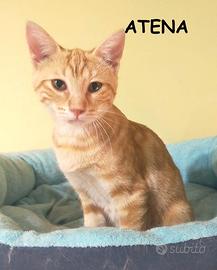 ATENA micina rossa di 4 mesi