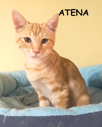 ATENA micina rossa di 4 mesi