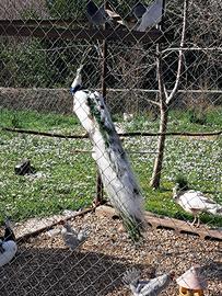 Pavone Arlecchino adulto