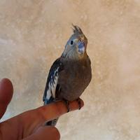 Calopsite allevata a mano