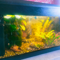 Acquario Advance 80 l