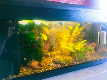 Acquario Advance 80 l