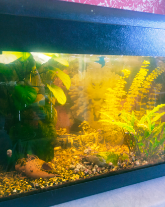 Acquario Advance 80 l