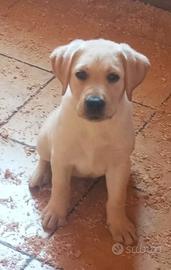Cucciolo di labrador con pedigree