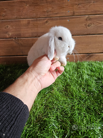 Cuccioli coniglio Ariete nano x minilop bianco