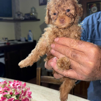 Cuccioli barboncino mini Toy