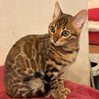 Cucciolo bengala