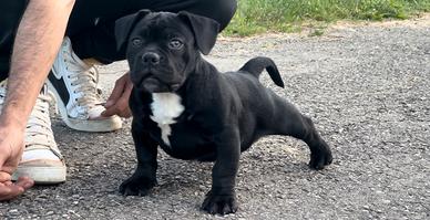 American Bully