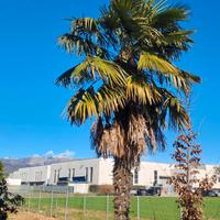 Palma/Palme - Chamaerops excelsa