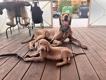 Cucciolo di waimaraner