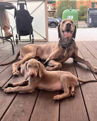 Cucciolo di waimaraner