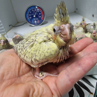 Calopsite varie mutazioni allevate a mano