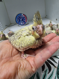 Calopsite varie mutazioni allevate a mano