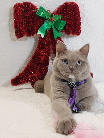 Scottish Straight Manuel