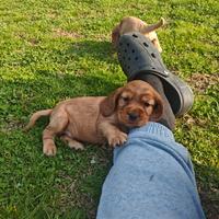 Cocker Spaniel Inglese