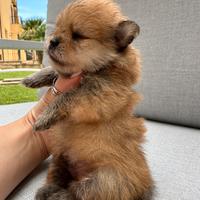 Cucciolo di Spitz tedesco nano