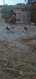 Border collie